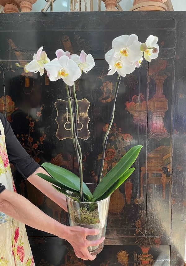 Orquídea Madre - Imagen 2