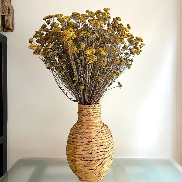 Achillea
