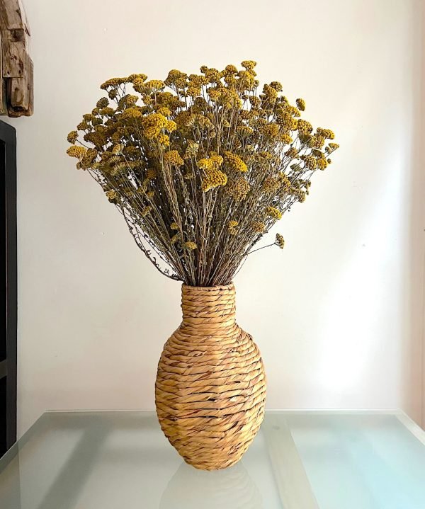 Achillea