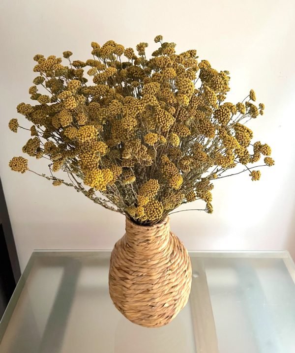 Achillea - Imagen 3
