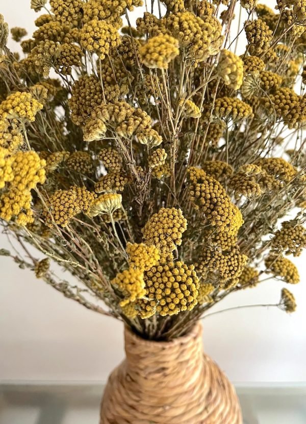Achillea - Imagen 4