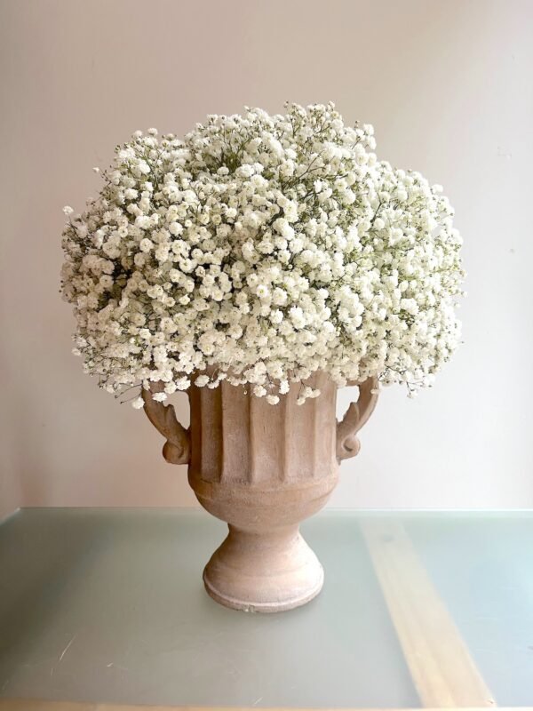 Gypsophila en copa