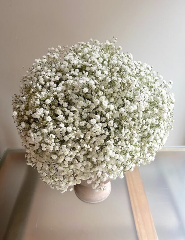 Gypsophila en copa - Imagen 3