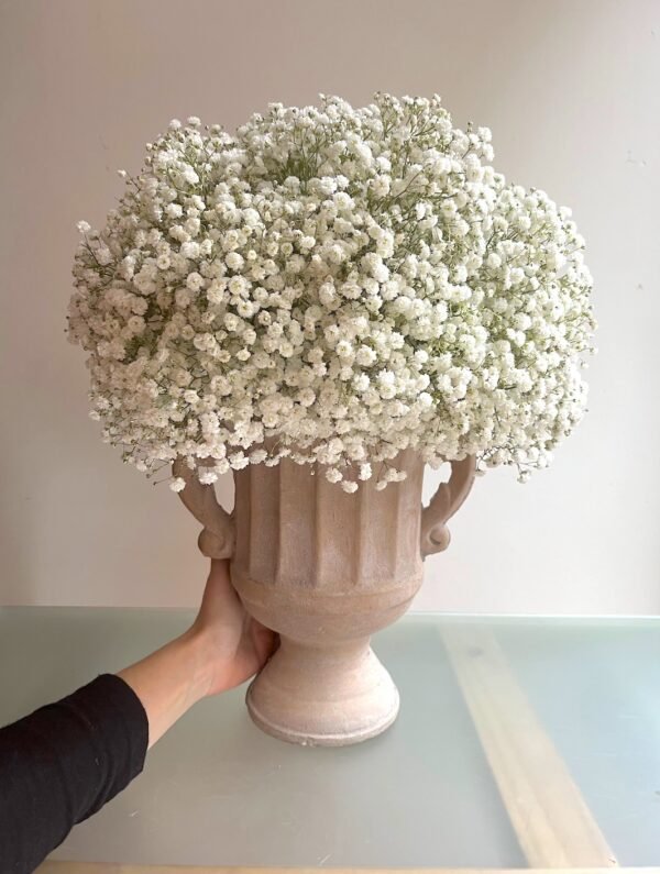 Gypsophila en copa - Imagen 2