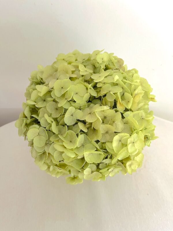 Ámbar y verde - Imagen 2