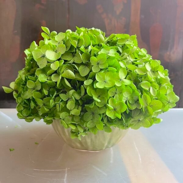 Hortensia & Porcelana