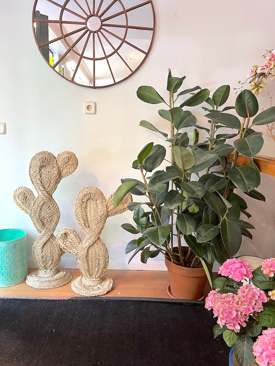 Cactus de Esparto - Imagen 8