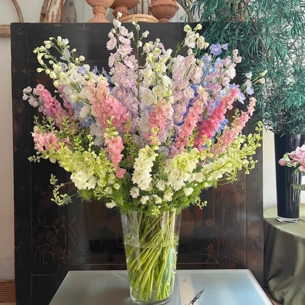 Delphinium