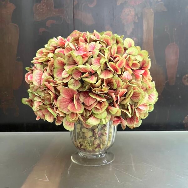 Hortensia bicolor