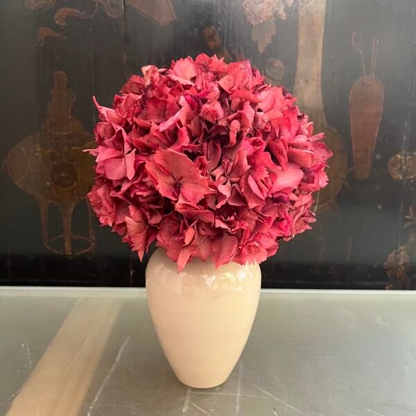 Hortensia frambuesa