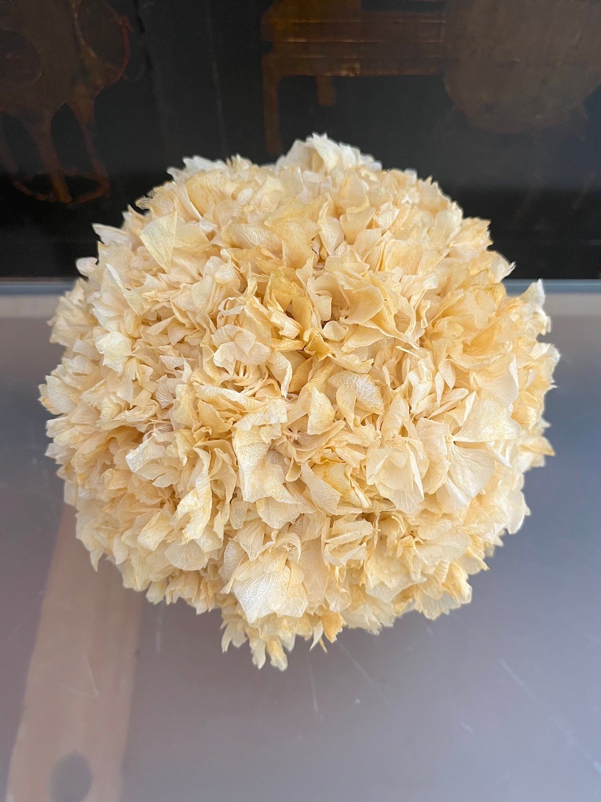 Pequeño de Hortensia - Imagen 2