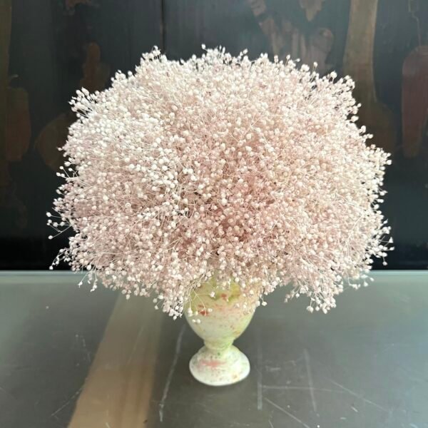 Paniculata rosa palo